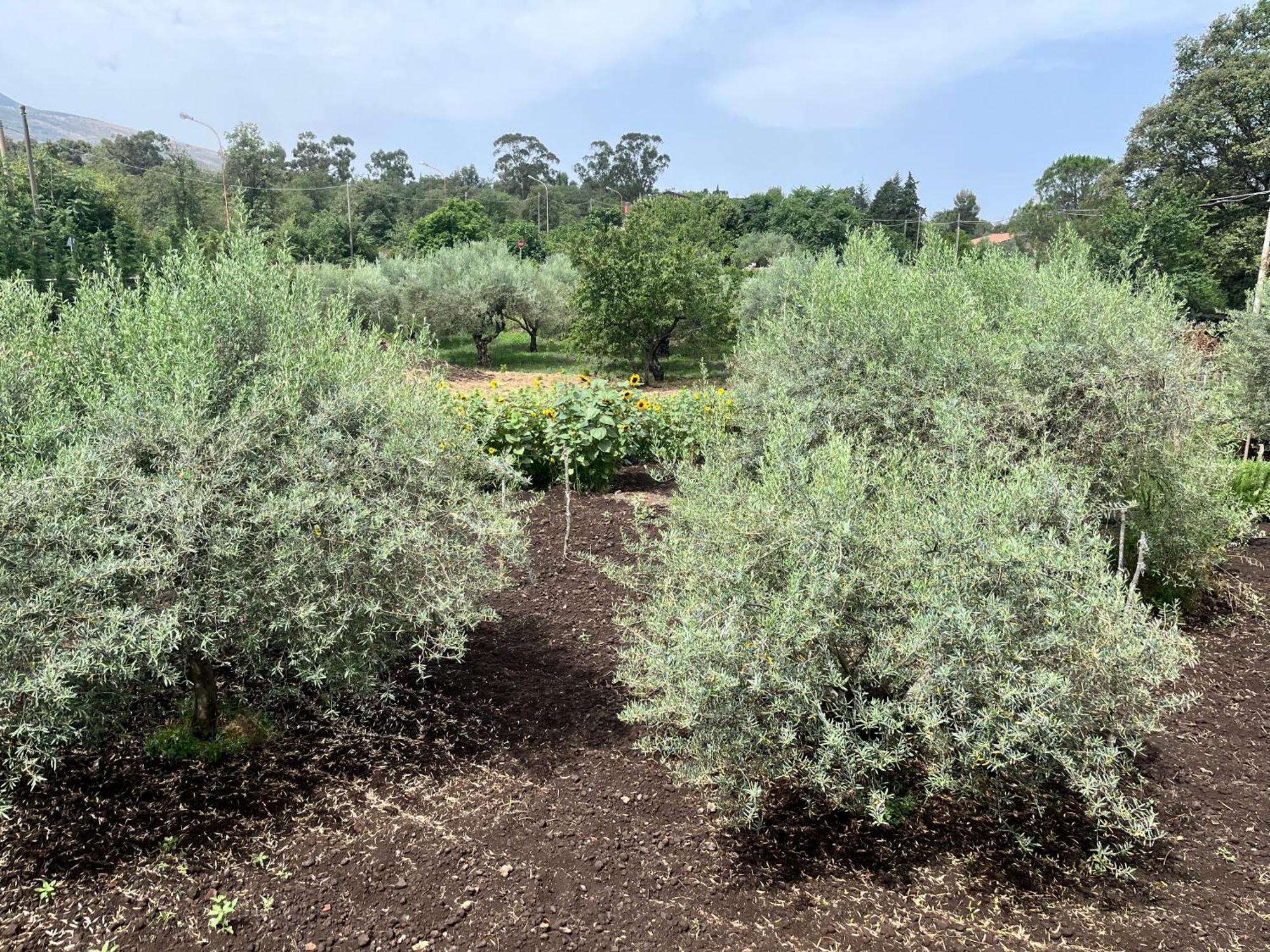 兰达佐Poggio Roseto别墅 外观 照片
